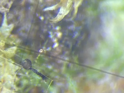 Licea operculata