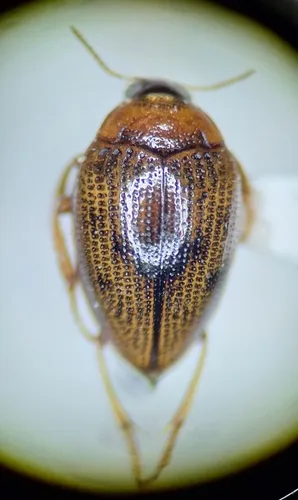Haliplus dorsomaculatus
