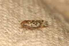Xestocephalus similis thumbnail 3