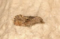 Thyraylia discana thumbnail 1