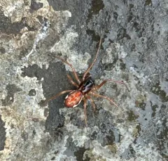 Big-eyed Thick-jawed Spider thumbnail 3