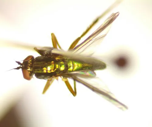 Dolichopus obcordatus