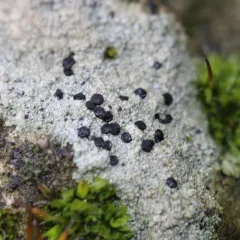 Rock Disk Lichen thumbnail 1