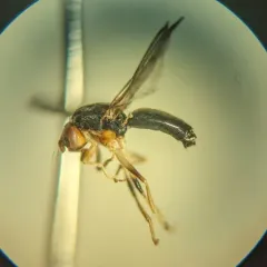 Chyliza notata thumbnail 3