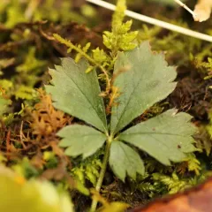 dwarf cinquefoil thumbnail 3