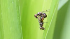 Rivellia steyskali thumbnail 3