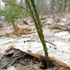 flat-branched tree-clubmoss thumbnail 5