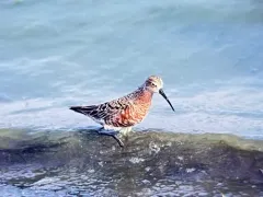Curlew Sandpiper thumbnail 2