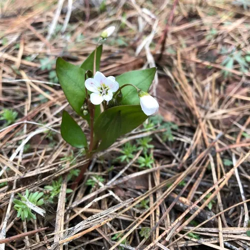 Lanceleaf Springbeauty