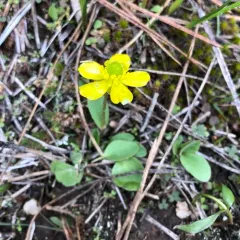 sagebrush buttercup thumbnail 3
