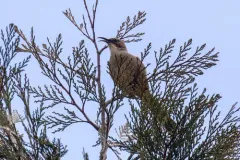California Thrasher thumbnail 4