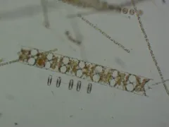 Hobaniella longicruris thumbnail 3