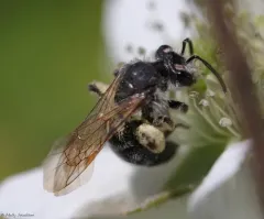 Brown-fovea Miner thumbnail 3