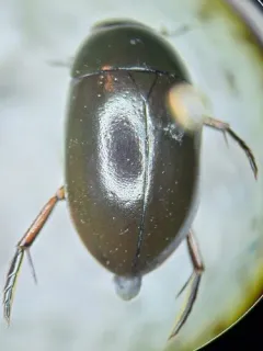 Tropisternus columbianus thumbnail 2