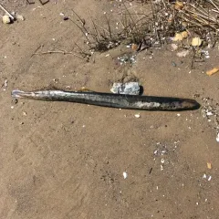 Sea Lamprey thumbnail 2