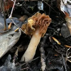 wrinkled thimble morel thumbnail 3