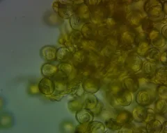 Trichia varia thumbnail 3