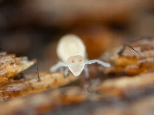 Arrhopalites diversus