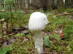 European Destroying Angel thumbnail 2