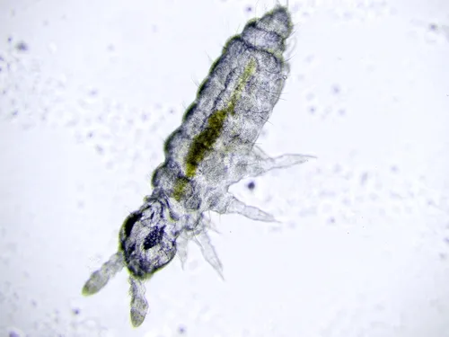 Mushroom springtail