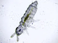 Mushroom springtail thumbnail 1