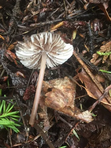 Mycena abramsii
