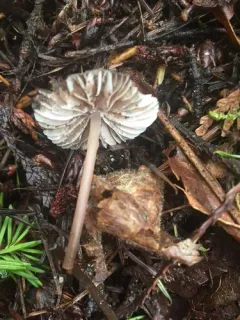 Mycena abramsii thumbnail 1