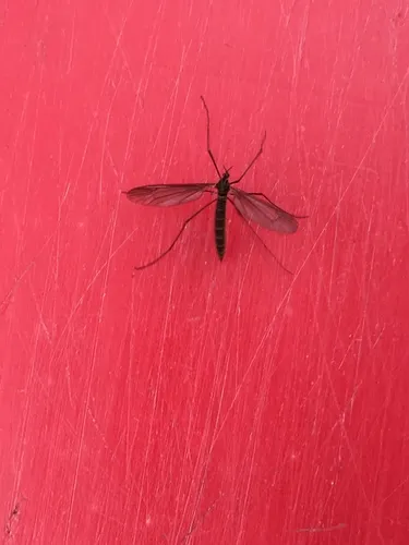 Dicranota rivularis