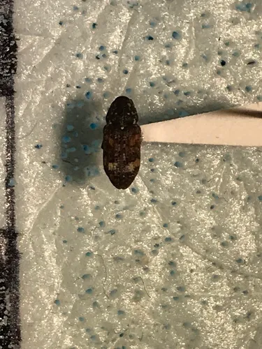 Deodar Weevil