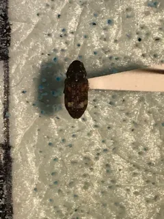 Deodar Weevil thumbnail 1