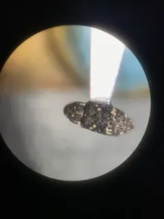 Balsam Bark Weevil thumbnail 4