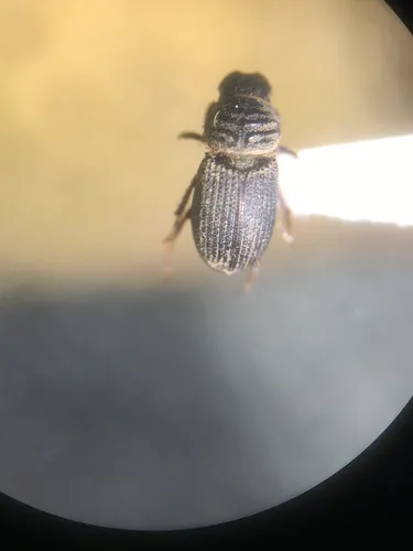 Rhyssemus puncticollis
