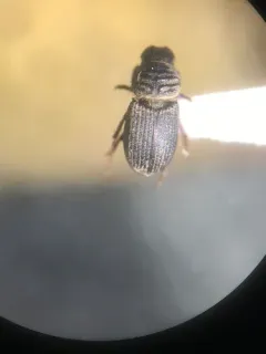 Rhyssemus puncticollis thumbnail 1