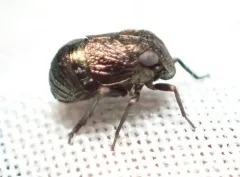 Bruchomorpha tristis thumbnail 2