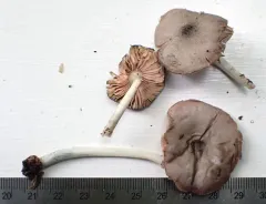 Pluteus americanus thumbnail 4
