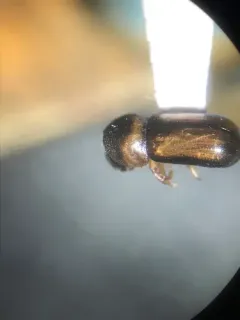Striped ambrosia beetle thumbnail 2