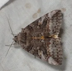 Similar Underwing thumbnail 4