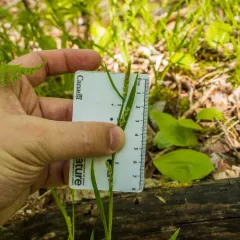 loose-flowered sedge thumbnail 4