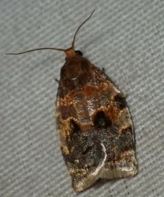 Oak Webworm Moth thumbnail 2
