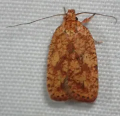 Four-dotted Agonopterix Moth thumbnail 3