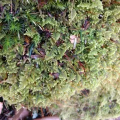 brocade moss thumbnail 2