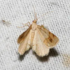 Macaria plumosata thumbnail 4