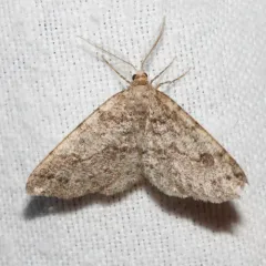 Western Carpet thumbnail 3