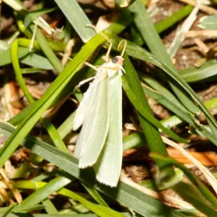 Columbian Emerald thumbnail 3