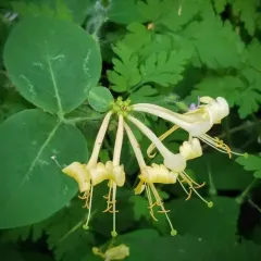 Common Honeysuckle thumbnail 4