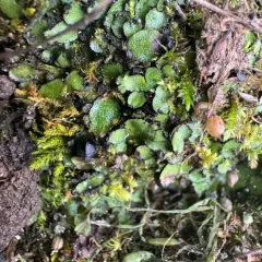 Orobus-seed Liverwort thumbnail 2
