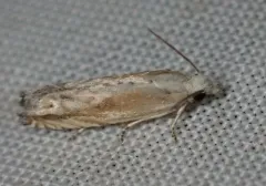 Eucosma kiscana thumbnail 2