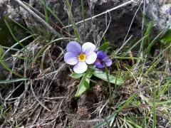 Cusick's Primrose thumbnail 2