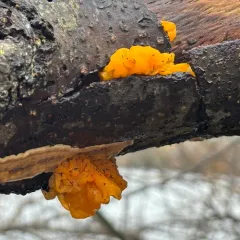 golden ear thumbnail 3