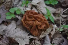 Giant's False Morel thumbnail 1